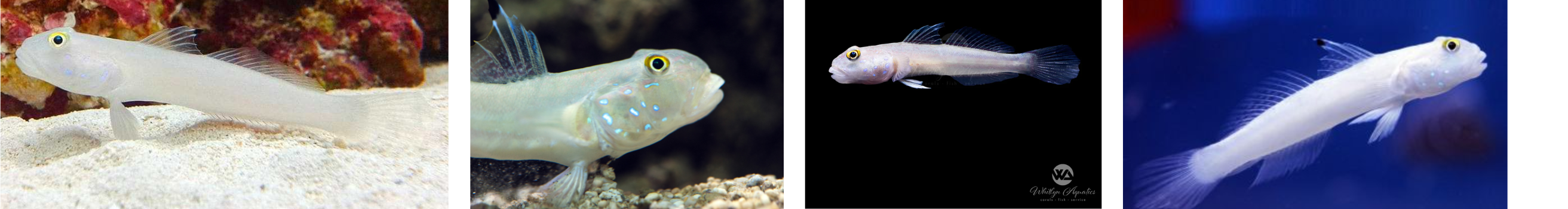 Blue Dot Sleeper Goby